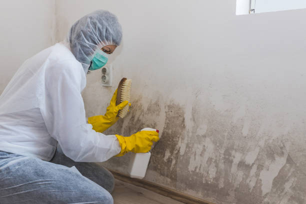 Best Emergency Mold Remediation  in Bedford, IN