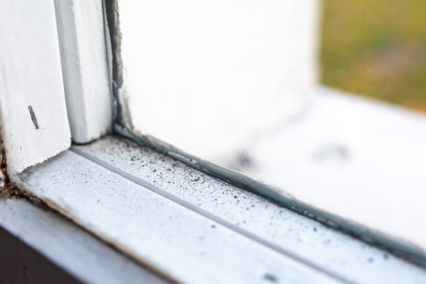 Best Mold-Related Health Consultation  in Bedford, IN