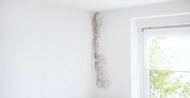Best Asbestos and Lead Testing During Mold Inspection  in Bedford, IN