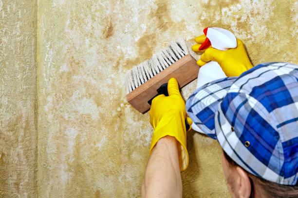 Best Mold Removal for HVAC Installations  in Bedford, IN