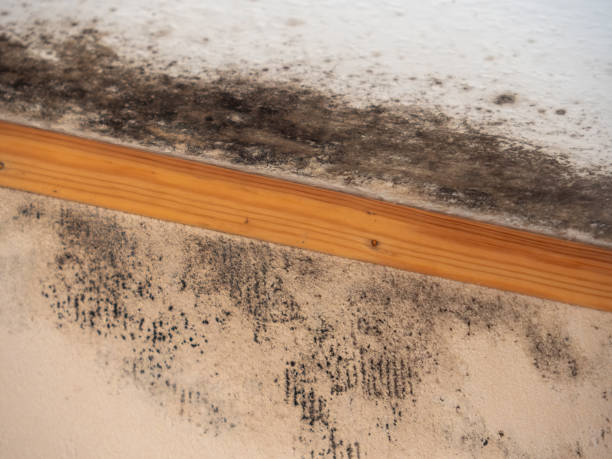 Best Commercial Mold Inspection  in Bedford, IN