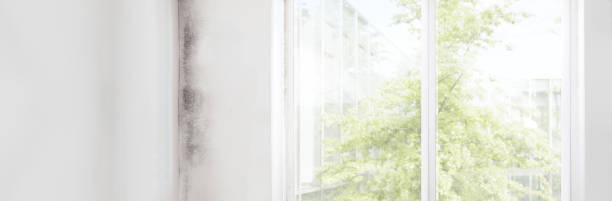 Best Industrial Mold Remediation  in Bedford, IN