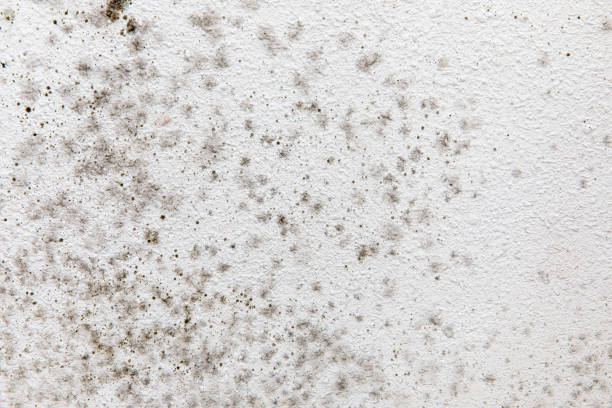 Best Environmental Consulting for Mold Prevention  in Bedford, IN