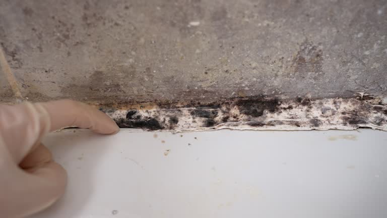 Best Basement Mold Removal  in Bedford, IN