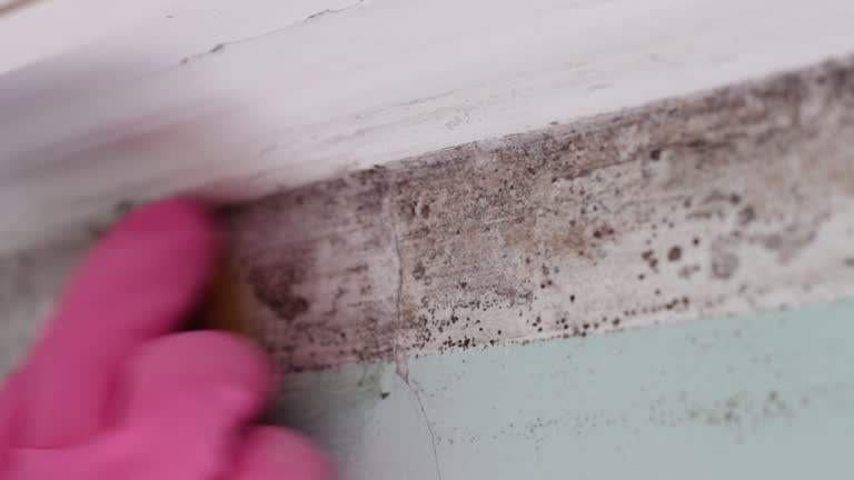Trusted Bedford, IN Mold Removal Experts